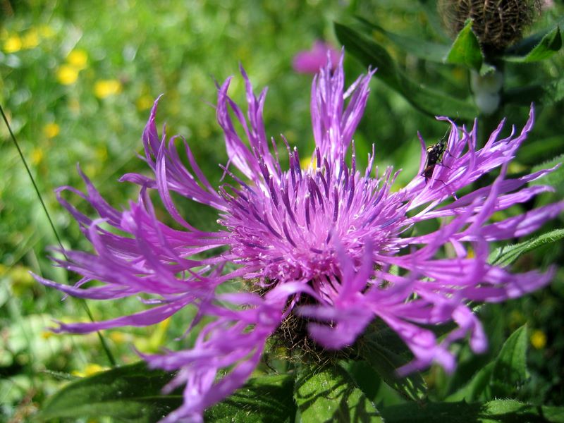 img_7683.jpg (large)