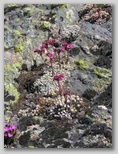 dscn7950.jpg