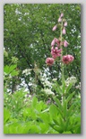 juillet_2007_020.jpg