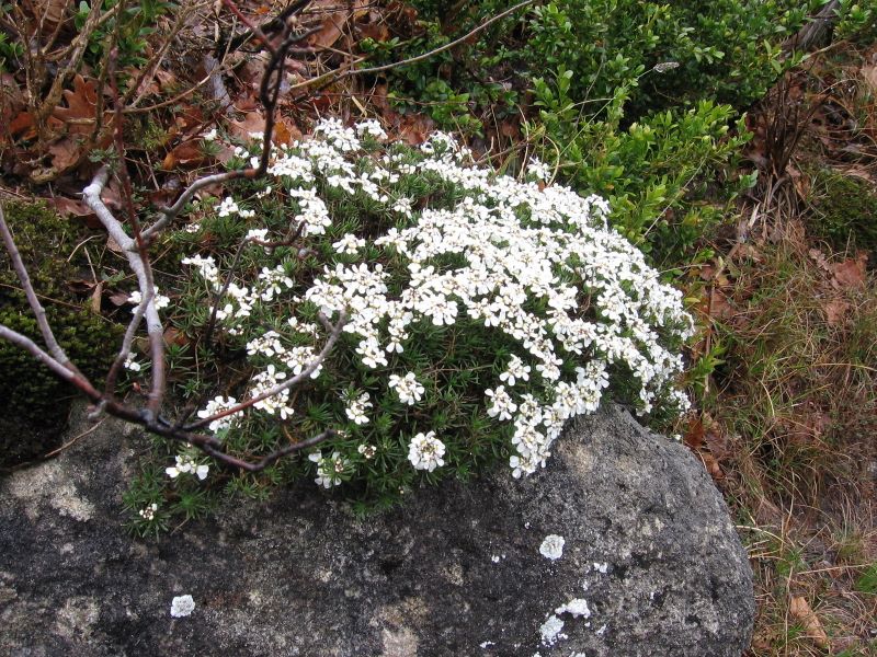 p0260x6007.jpg (large)