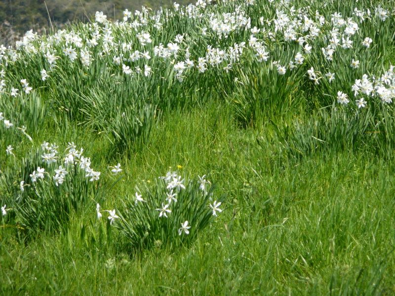 p0930j201.jpg (large)