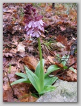 p0240x6005.jpg