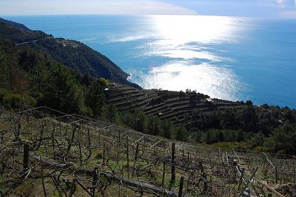 vignes